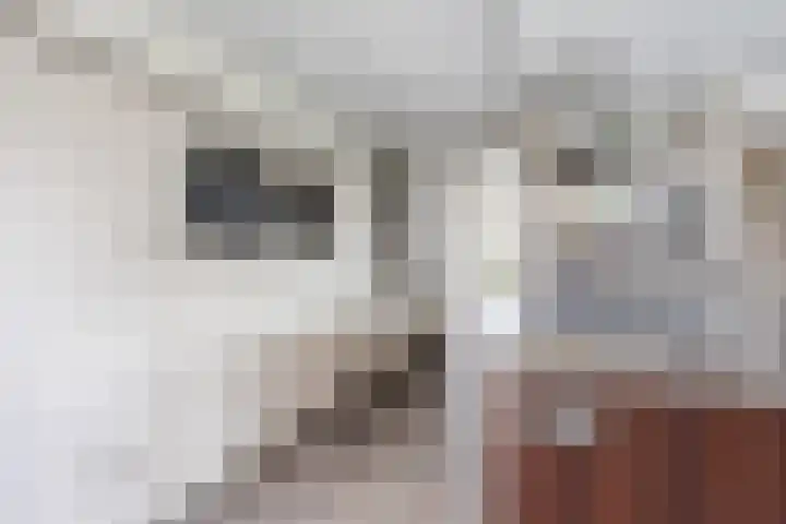 Vlassert 11 Reusel thumbnail 21