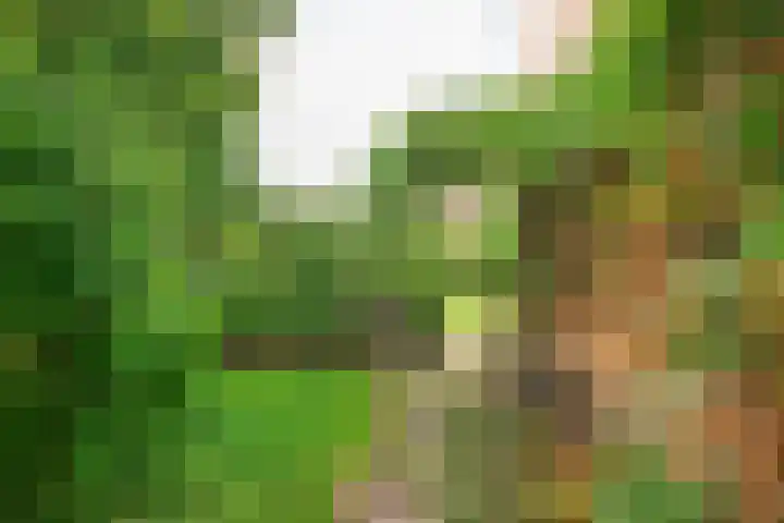 Vlasstraat 27 Heikant thumbnail 35