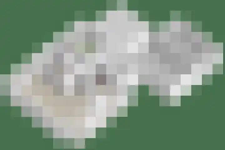 Vlasven 13 Eindhoven thumbnail 47