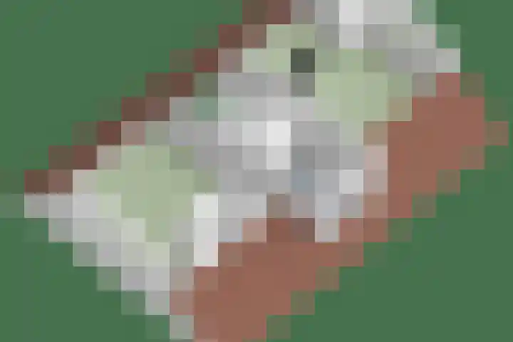 Vlasven 13 Eindhoven thumbnail 48