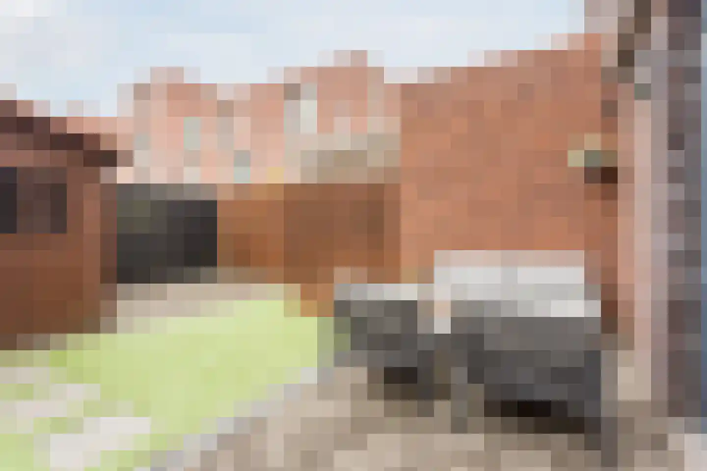 Vlasven 52 Veghel thumbnail 29