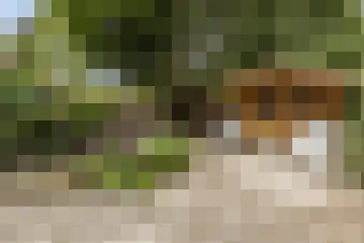 Vlasweel 15 Terheijden thumbnail 31