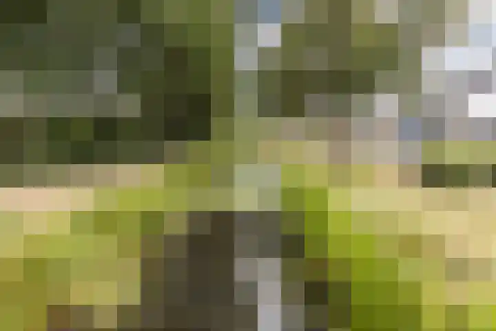 Vlasweel 15 Terheijden thumbnail 36