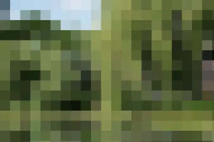 Vlasweel 24 Terheijden thumbnail 45