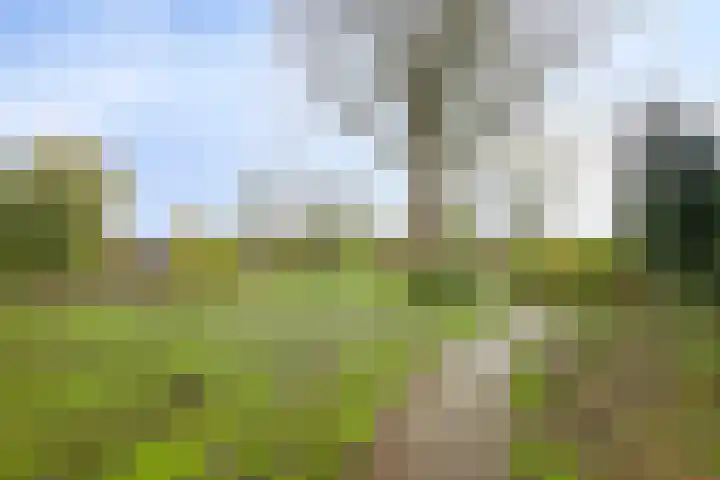 Vlasweel 24 Terheijden thumbnail 48