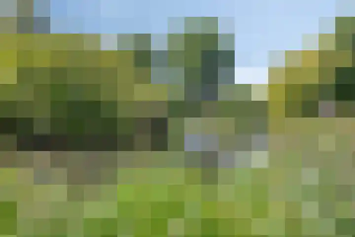 Vlasweel 64 Terheijden thumbnail 40