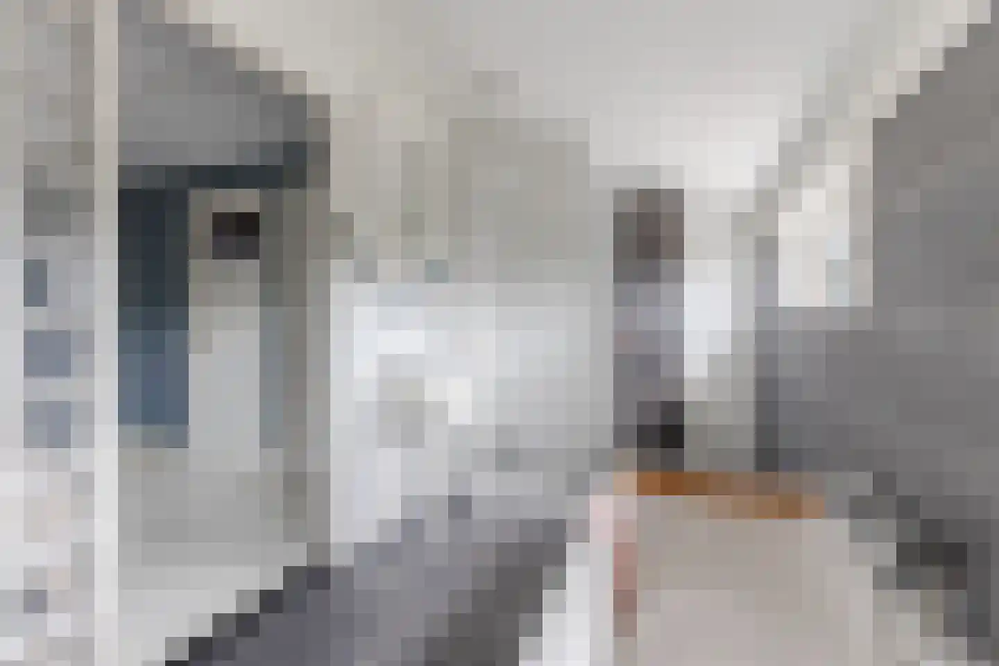 Vledderdiep 10 Zaandam thumbnail 47