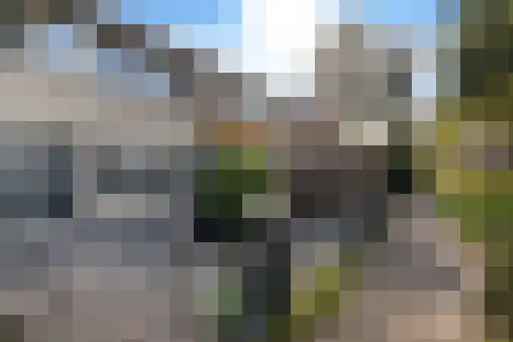 Vleerackers 40 Emmen thumbnail 4