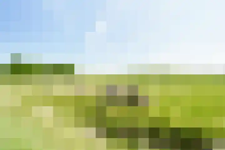 Vleerdamsedijk 18 Rockanje thumbnail 34
