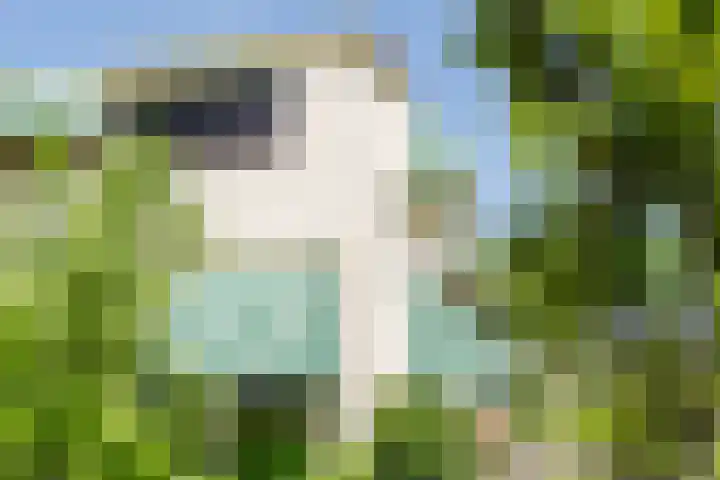 Vleerdamsedijk 18 Rockanje thumbnail 36