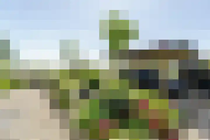 Vleerdamsedijk 18 Rockanje thumbnail 37