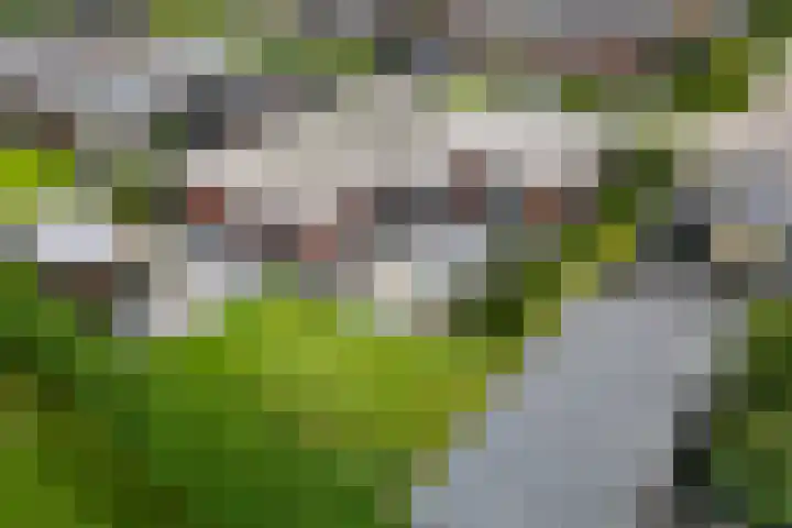 Vlegel 6 Erica thumbnail 45