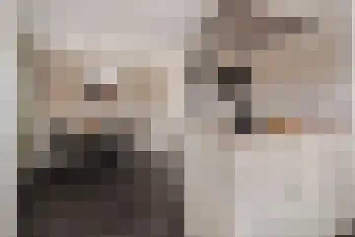 Vlegel 7 Erica thumbnail 26