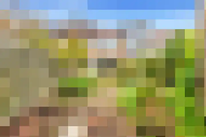 Vleugeltjesbloem 16 Castricum thumbnail 4