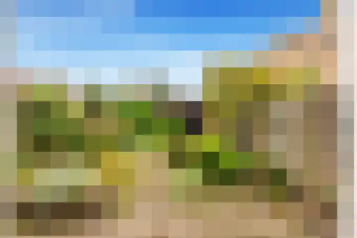 Vleugeltjesbloem 16 Castricum thumbnail 43