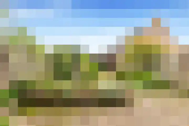 Vleugeltjesbloem 16 Castricum thumbnail 45