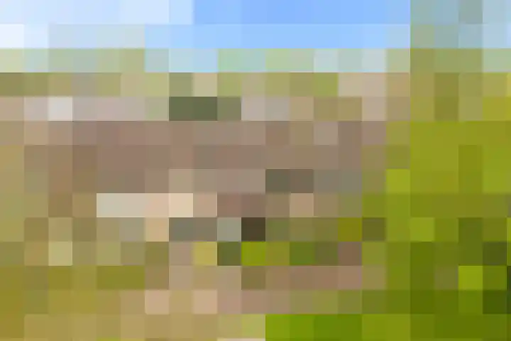 Vleugeltjesbloem 16 Castricum thumbnail 46