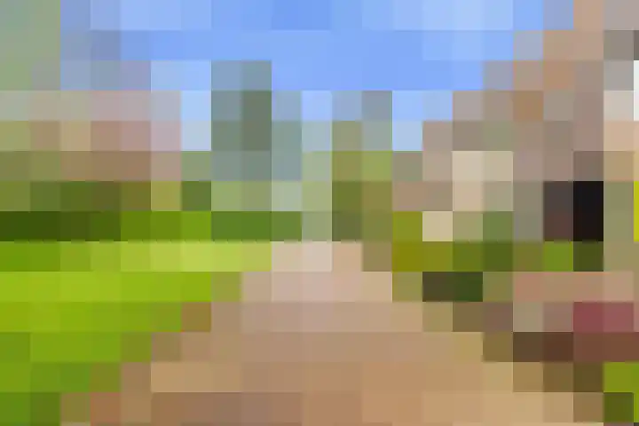 Vleugeltjesbloem 16 Castricum thumbnail 5
