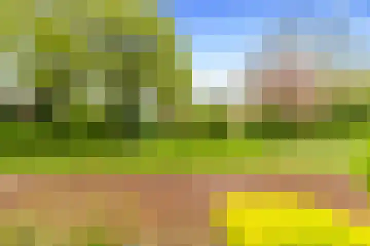 Vleugeltjesbloem 16 Castricum thumbnail 50
