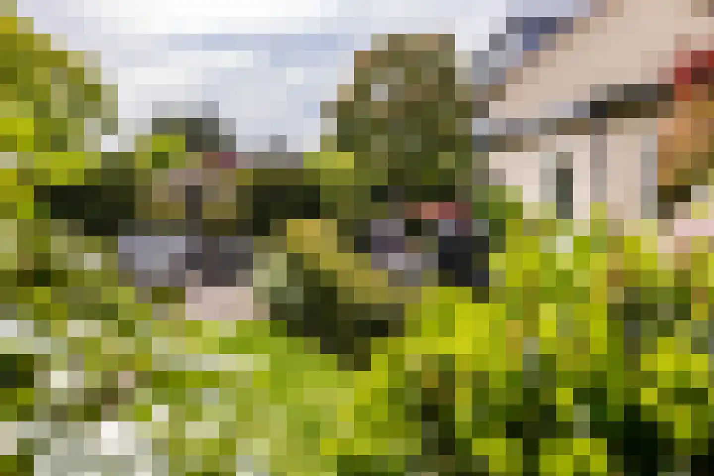 Vleugelvaren 5 Bergschenhoek thumbnail 30