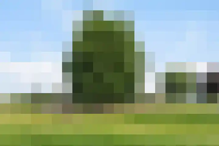 Vliegenzwam 133 Apeldoorn thumbnail 31