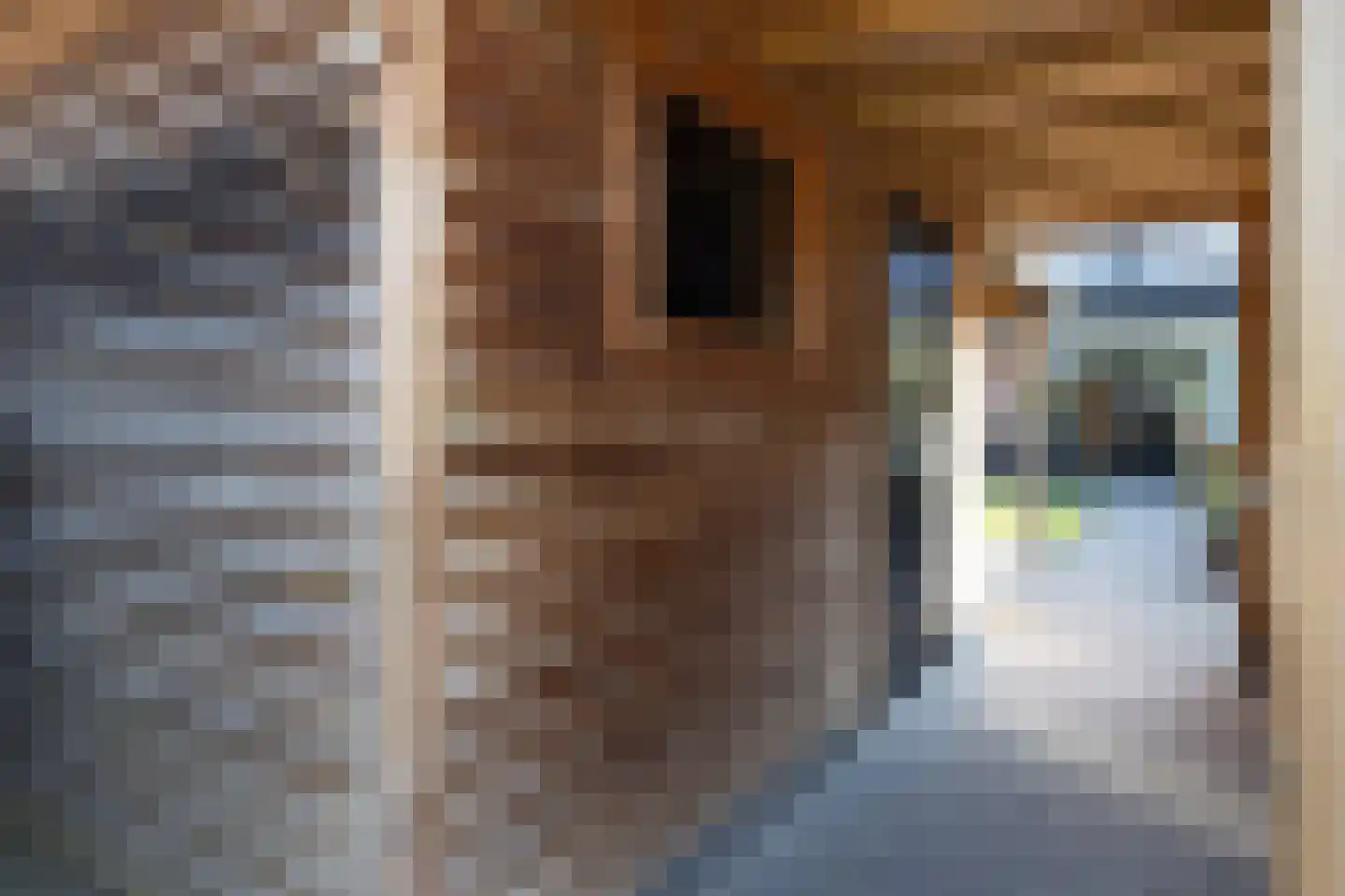 Vliegenzwam 37 Apeldoorn thumbnail 10