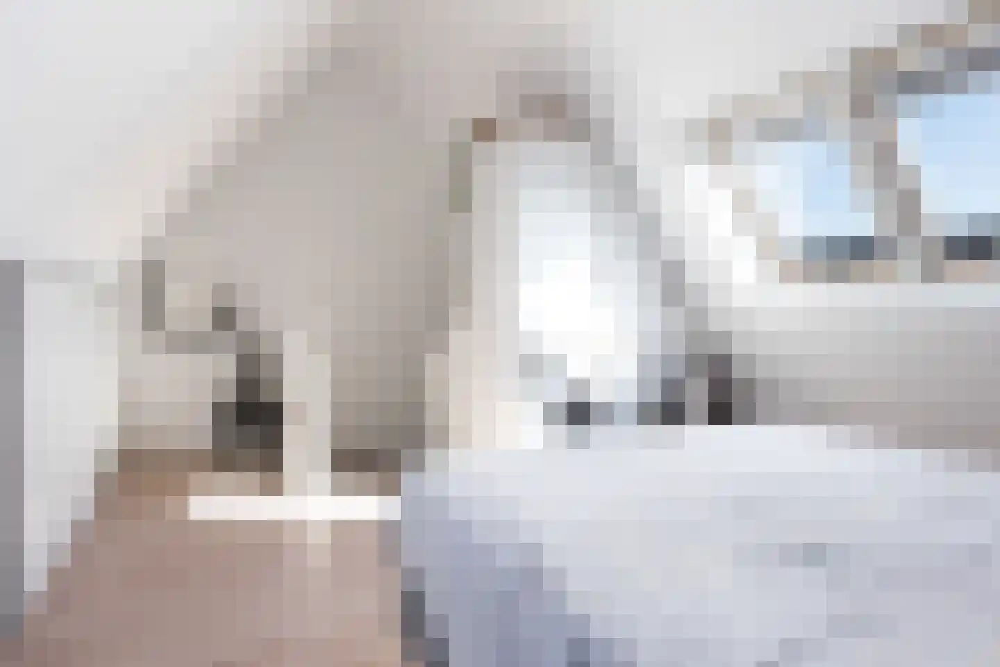 Vliegenzwam 37 Apeldoorn thumbnail 36
