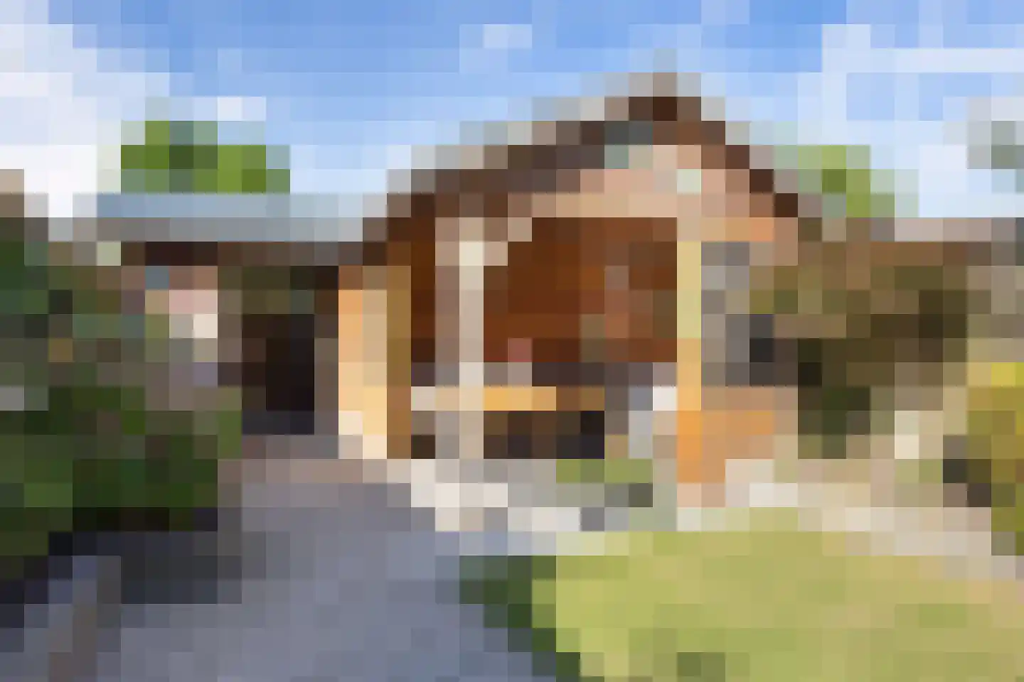 Vliegenzwam 37 Apeldoorn thumbnail 7
