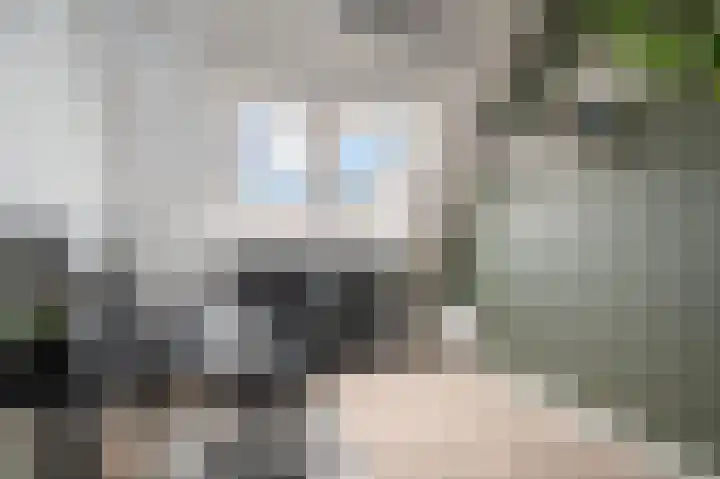 Vliegenzwam 45 Apeldoorn thumbnail 16