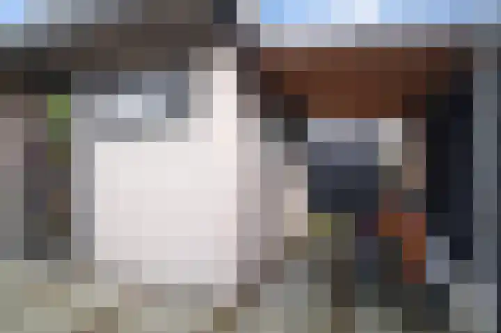 Vliegenzwam 45 Apeldoorn thumbnail 27