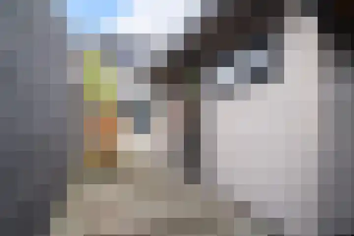 Vliegenzwam 45 Apeldoorn thumbnail 28