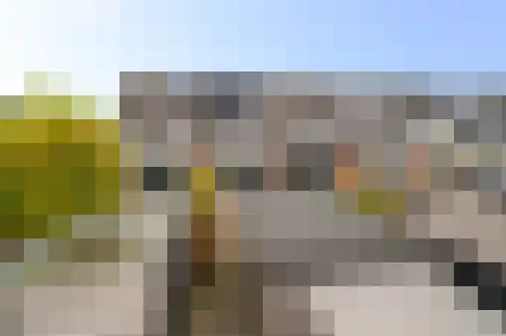 Vliegenzwam 45 Apeldoorn thumbnail 29