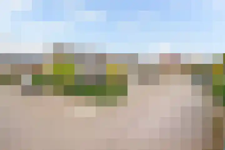 Vliegenzwam 45 Apeldoorn thumbnail 32