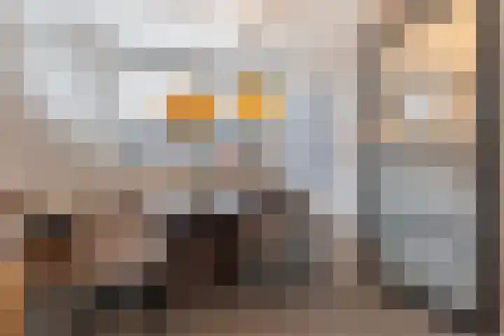 Vliegenzwam 47 Apeldoorn thumbnail 11