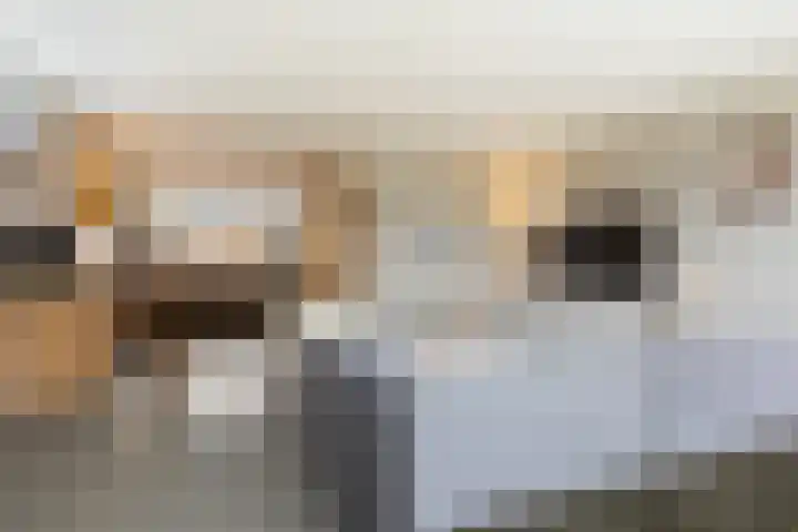 Vliegenzwam 47 Apeldoorn thumbnail 16