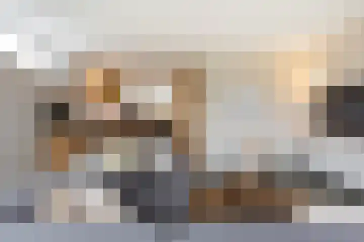 Vliegenzwam 47 Apeldoorn thumbnail 17