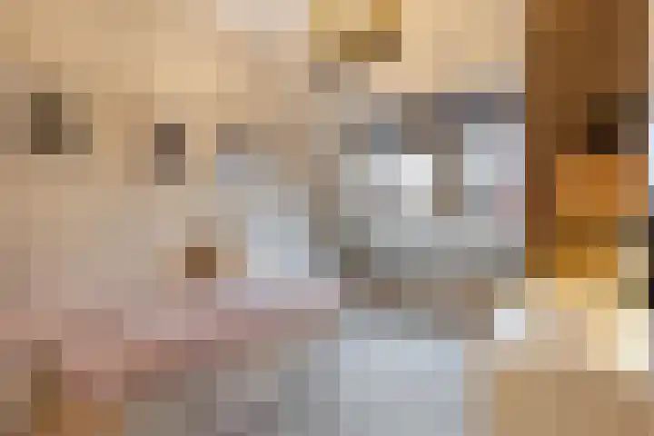 Vliegenzwam 47 Apeldoorn thumbnail 22