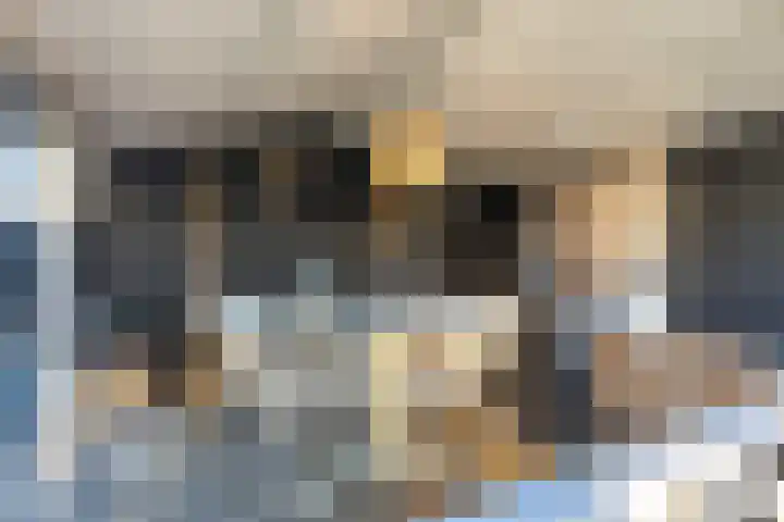 Vliegenzwam 47 Apeldoorn thumbnail 31