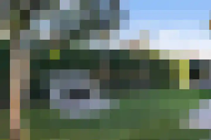 Vliegenzwam 47 Apeldoorn thumbnail 35