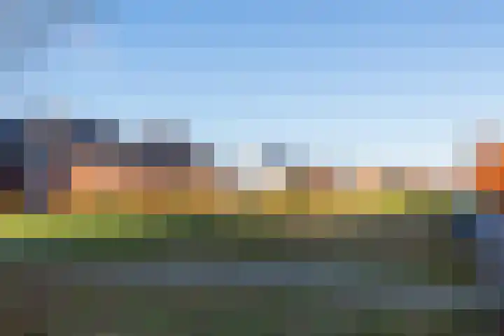 Vliegenzwam 47 Apeldoorn thumbnail 37