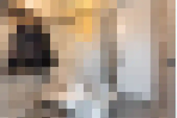 Vliegenzwam 47 Apeldoorn thumbnail 5