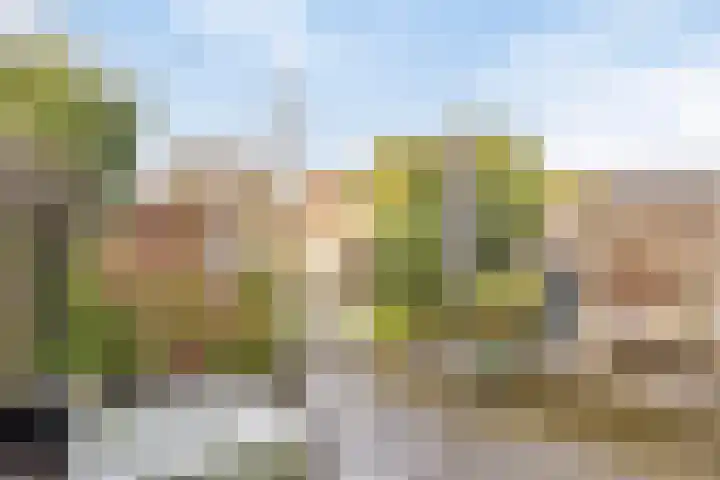 Vliegenzwam 85 Apeldoorn thumbnail 22