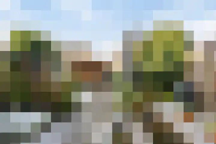 Vliegenzwam 85 Apeldoorn thumbnail 23