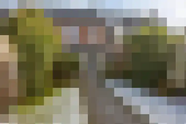 Vliegenzwam 85 Apeldoorn thumbnail 25