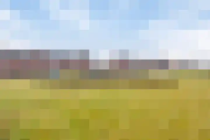 Vliegenzwam 85 Apeldoorn thumbnail 29
