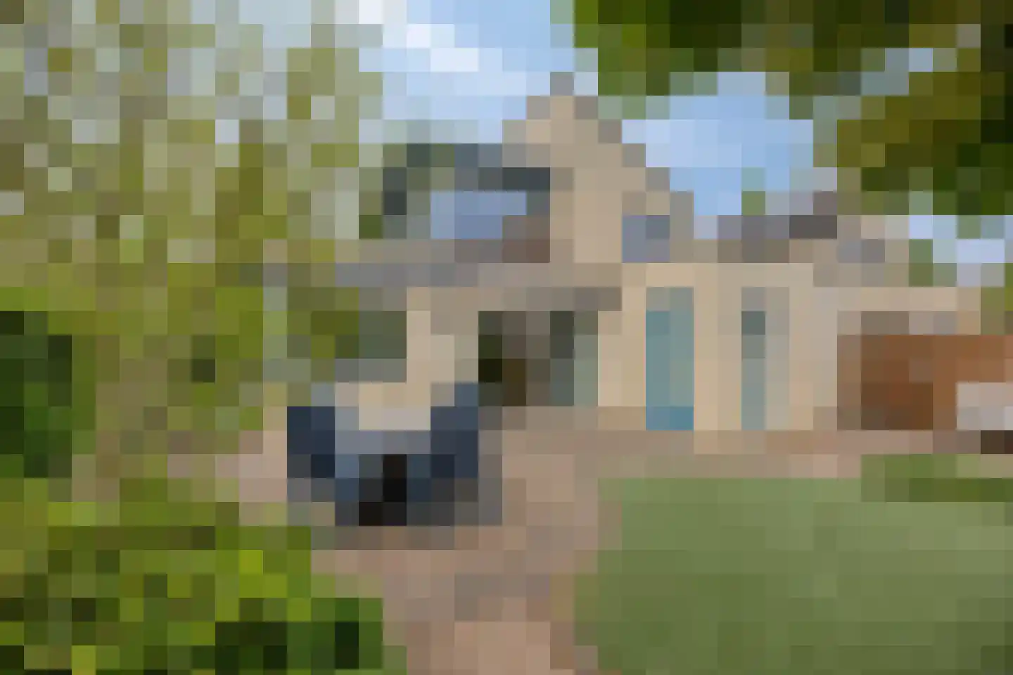 Vliegezwam 3 Veenendaal thumbnail 26