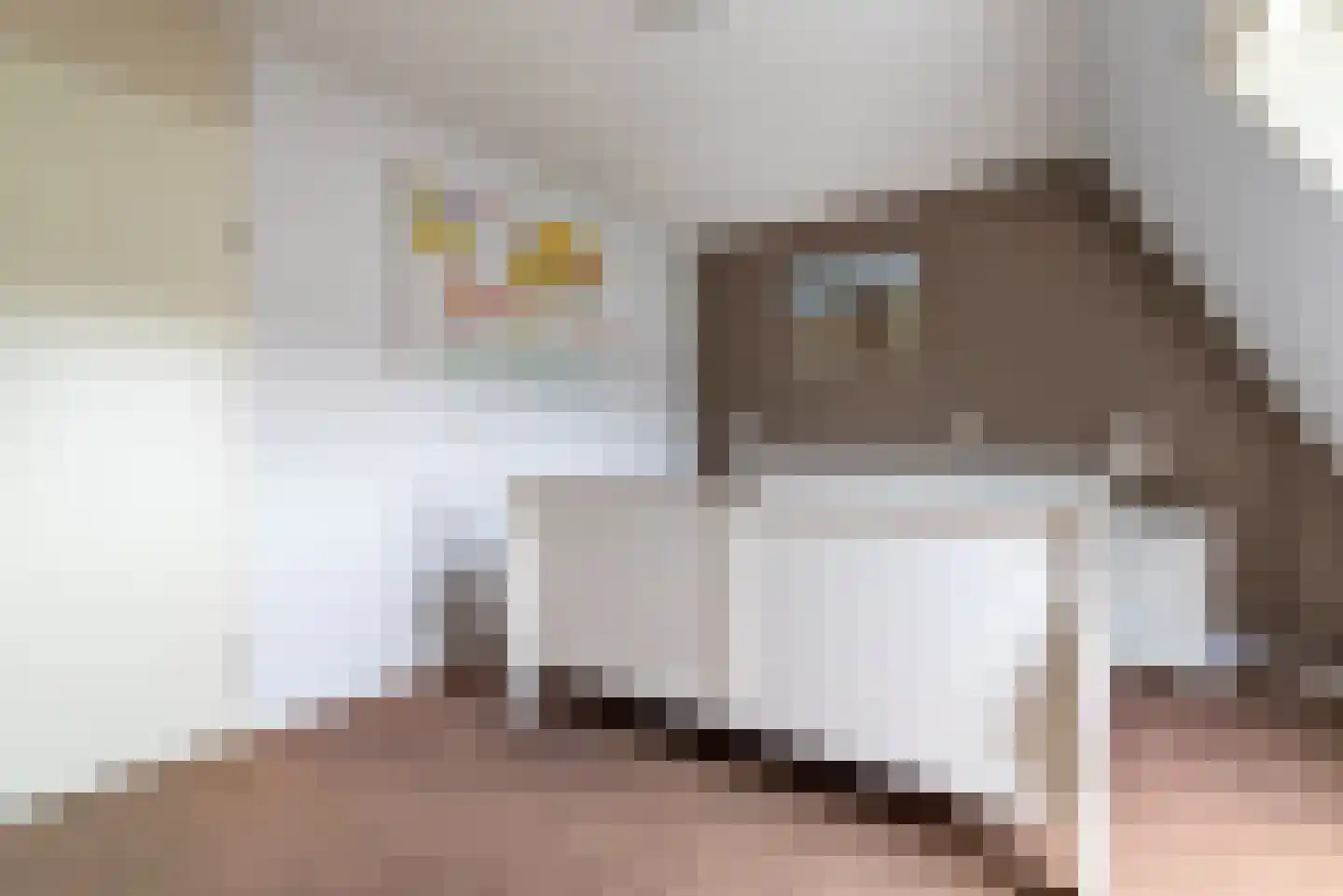 Vliegezwam 96 Veenendaal thumbnail 17