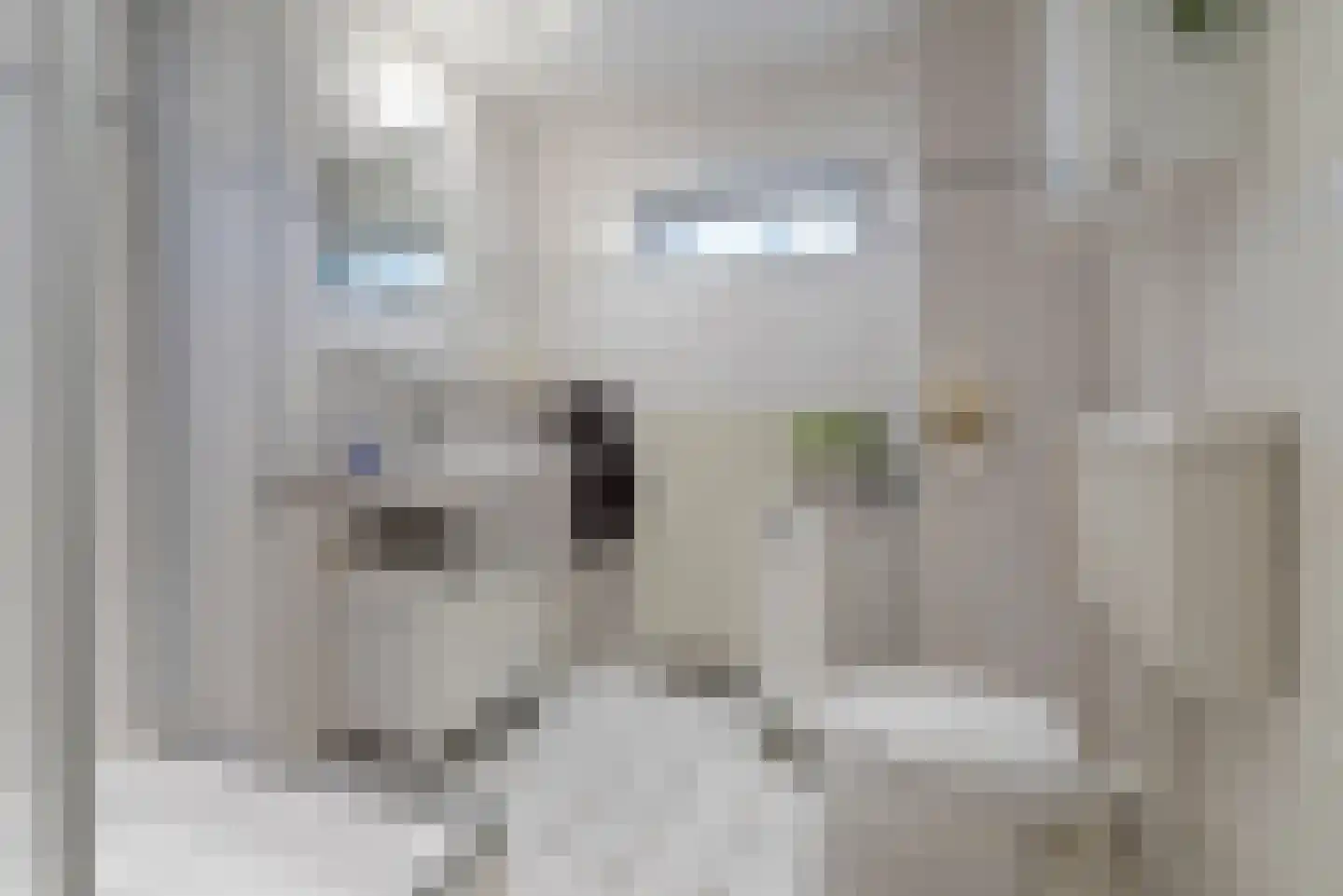 Vliegezwam 96 Veenendaal thumbnail 20