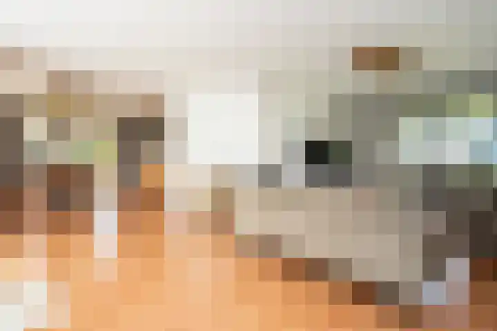 Vliegwiel 13 Oudeschild thumbnail 14