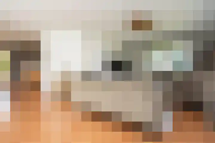 Vliegwiel 13 Oudeschild thumbnail 15